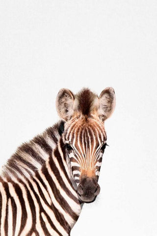 Baby Zebra Black Ornate Wood Framed Art Print with Double Matting by Tai Prints