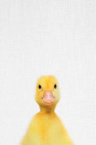 Duck White Modern Wood Framed Art Print with Double Matting by Tai Prints