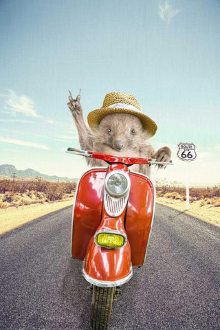 Hedgehog Traveler White Modern Wood Framed Art Print with Double Matting by Tai Prints