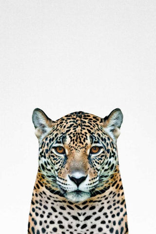 Leopard Black Ornate Wood Framed Art Print with Double Matting by Tai Prints