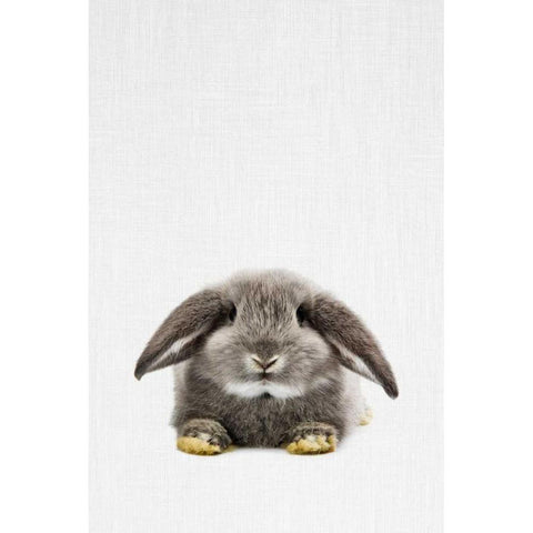Rabbit Gold Ornate Wood Framed Art Print with Double Matting by Tai Prints