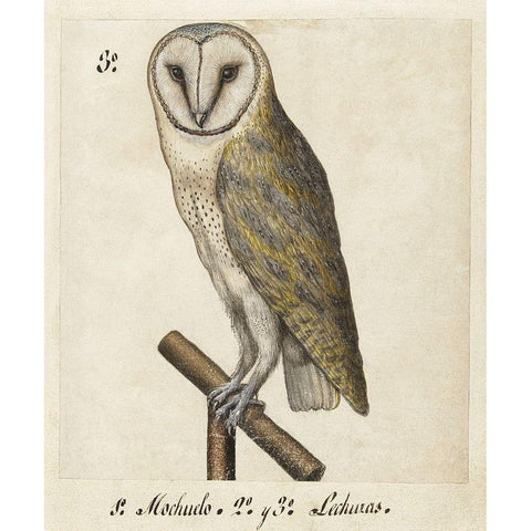 Barn Owl, 1560-1585 Gold Ornate Wood Framed Art Print with Double Matting by Unknown