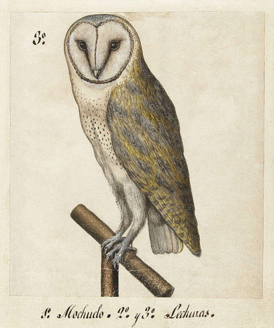 Barn Owl, 1560-1585 Black Ornate Wood Framed Art Print with Double Matting by Unknown