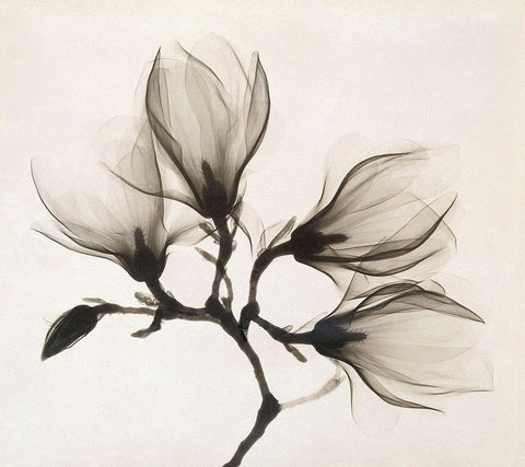 Branch with Four Magnolias, 1910-1925 White Modern Wood Framed Art Print with Double Matting by Unknown