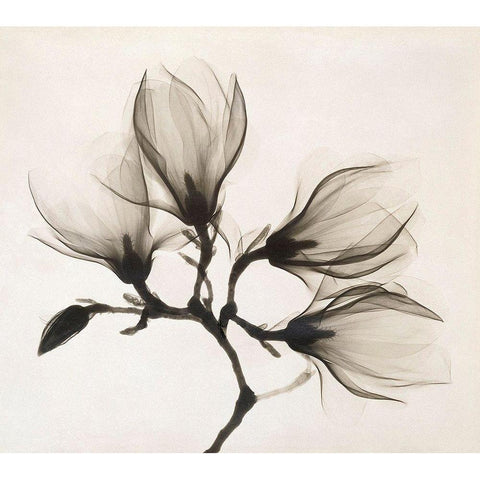 Branch with Four Magnolias, 1910-1925 Black Modern Wood Framed Art Print with Double Matting by Unknown