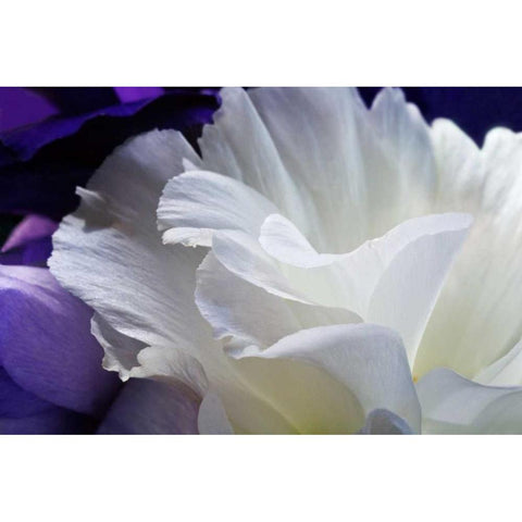 Lisianthus Black Modern Wood Framed Art Print by Veralli, Amalia