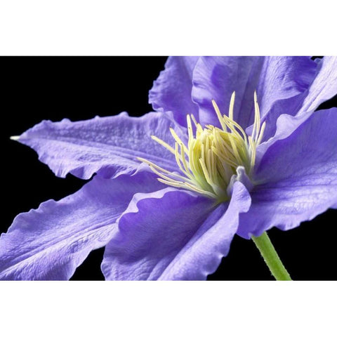 Purple Clematis White Modern Wood Framed Art Print by Veralli, Amalia Elena