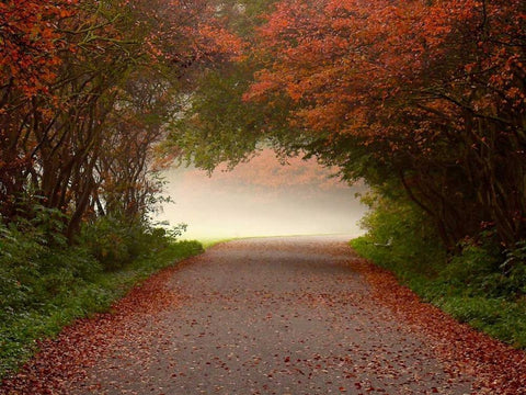 Arc de Triomphe Black Ornate Wood Framed Art Print with Double Matting by Van de Goor, Lars