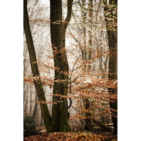 Bronze Tree Black Modern Wood Framed Art Print by Van de Goor, Lars