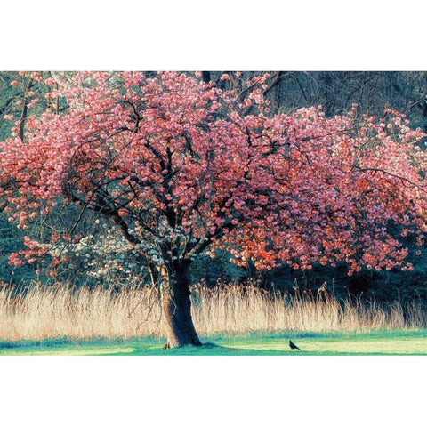 Me and My Tree Black Modern Wood Framed Art Print by Van de Goor, Lars