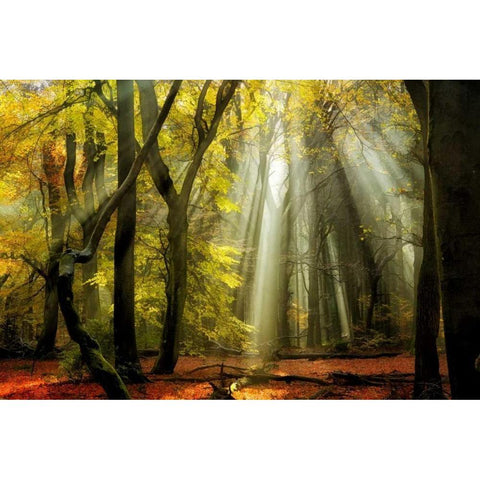 Yellow Leaves Rays Black Modern Wood Framed Art Print with Double Matting by Van de Goor, Lars