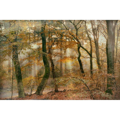 You Cant Hide Your Rays for Me Black Modern Wood Framed Art Print by Van de Goor, Lars