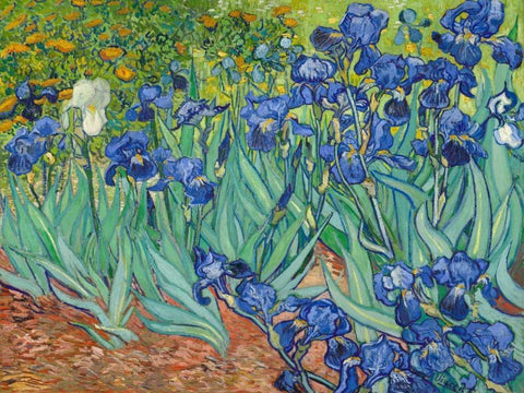 Irises 1889 White Modern Wood Framed Art Print with Double Matting by Van Gogh, Vincent