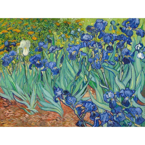 Irises 1889 Black Modern Wood Framed Art Print with Double Matting by Van Gogh, Vincent