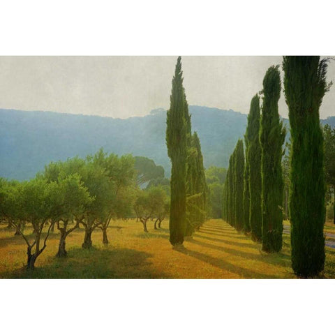 Cypress Shadows Gold Ornate Wood Framed Art Print with Double Matting by Van de Goor, Lars