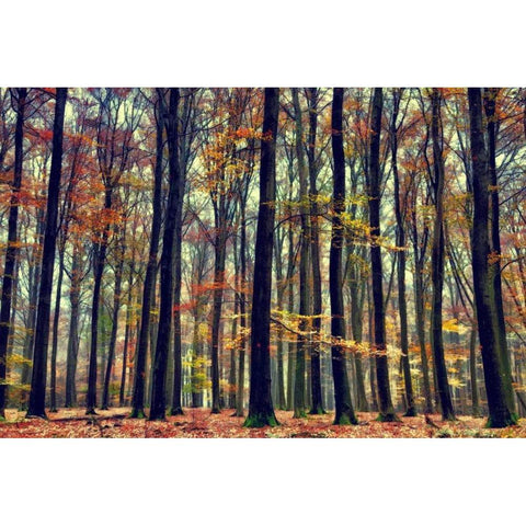 Natureâ€™s Palette Black Modern Wood Framed Art Print by Van de Goor, Lars