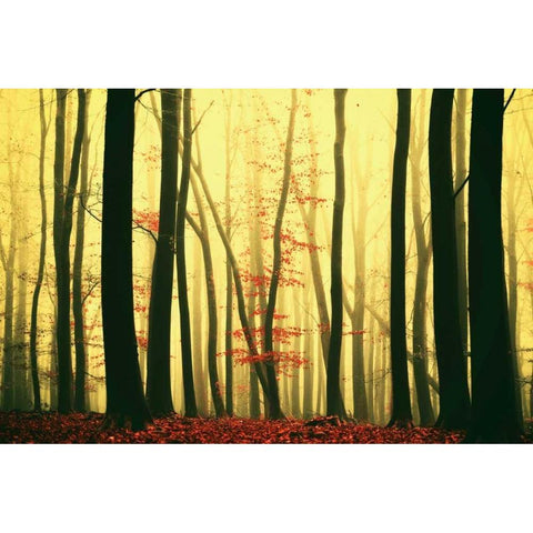 Red Leaves Black Modern Wood Framed Art Print with Double Matting by Van de Goor, Lars