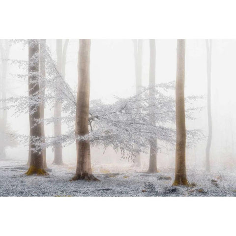 Lishka White Modern Wood Framed Art Print by Van de Goor, Lars