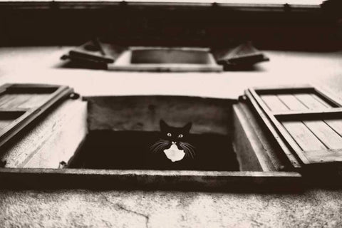 Dali the Cat White Modern Wood Framed Art Print with Double Matting by Van de Goor, Lars