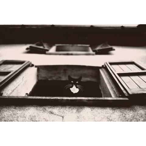 Dali the Cat Gold Ornate Wood Framed Art Print with Double Matting by Van de Goor, Lars