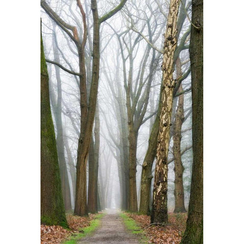 At the End You Will Find a New Beginning White Modern Wood Framed Art Print by Van de Goor, Lars
