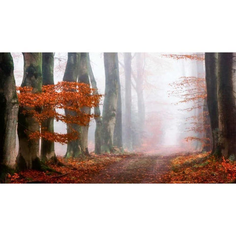 Last Guide before the Mist White Modern Wood Framed Art Print by Van de Goor, Lars