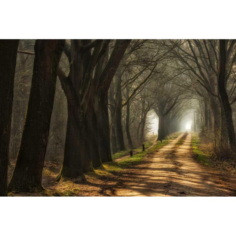 Paths Black Modern Wood Framed Art Print by Van de Goor, Lars