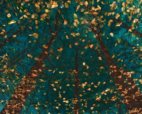 Platoaâ‚¬â„¢s Trees White Modern Wood Framed Art Print with Double Matting by Van de Goor, Lars