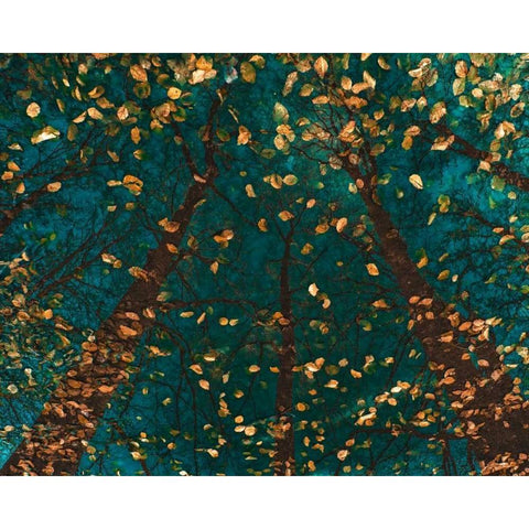Platoaâ‚¬â„¢s Trees Gold Ornate Wood Framed Art Print with Double Matting by Van de Goor, Lars