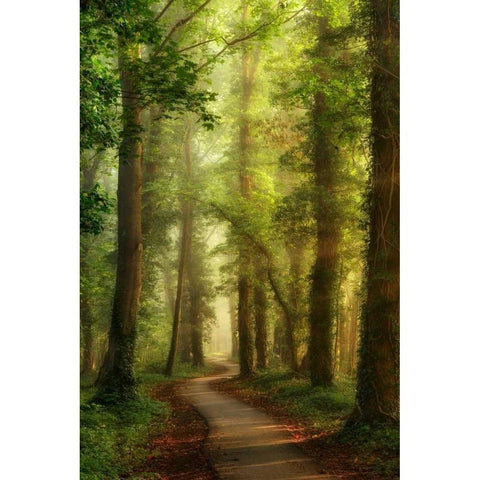 Snake Path White Modern Wood Framed Art Print by Van de Goor, Lars
