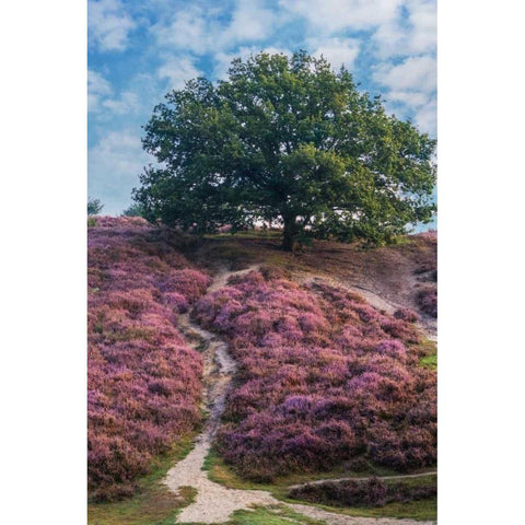 Purple Heath Black Modern Wood Framed Art Print with Double Matting by Van de Goor, Lars