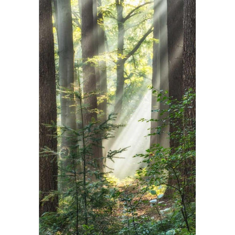 Sunbeam and Spiderweb White Modern Wood Framed Art Print by Van de Goor, Lars