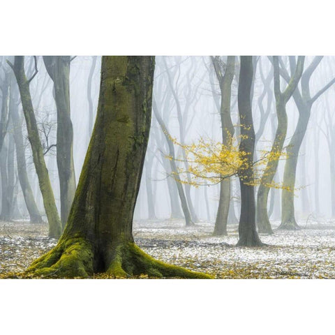 Winter Colors Black Modern Wood Framed Art Print by Van de Goor, Lars