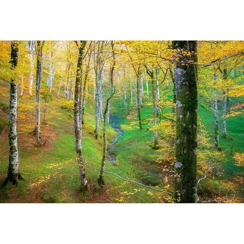 Dream of Birches White Modern Wood Framed Art Print by Van de Goor, Lars
