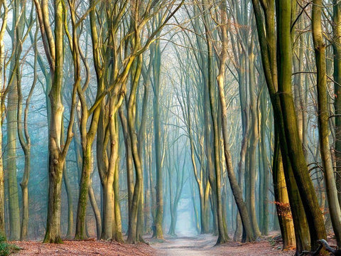 Light and Trees White Modern Wood Framed Art Print with Double Matting by Van de Goor, Lars
