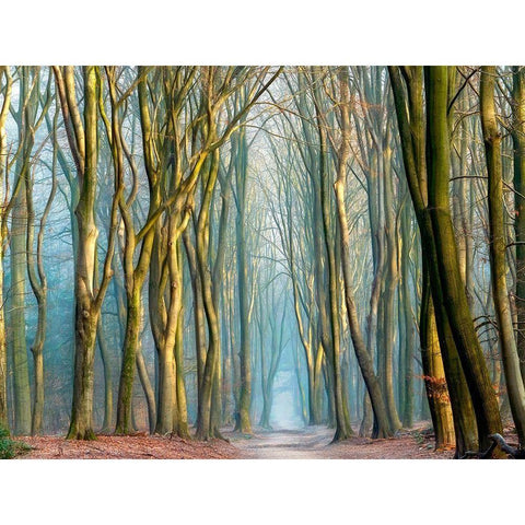 Light and Trees Black Modern Wood Framed Art Print by Van de Goor, Lars
