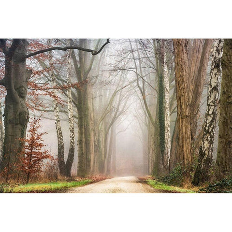 Misty White Modern Wood Framed Art Print by Van de Goor, Lars