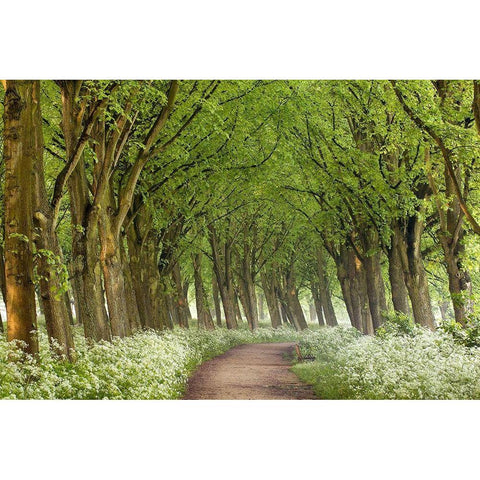 Cow Parsley Curve Black Modern Wood Framed Art Print with Double Matting by Van de Goor, Lars