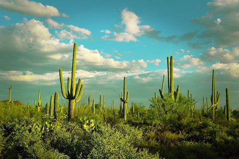 Saguaros No. 2 White Modern Wood Framed Art Print with Double Matting by Vargas, Carlos