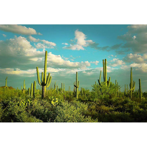 Saguaros No. 2 Black Modern Wood Framed Art Print by Vargas, Carlos