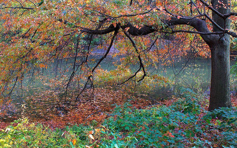 Fall Retreat Black Ornate Wood Framed Art Print with Double Matting by Varona, Verne