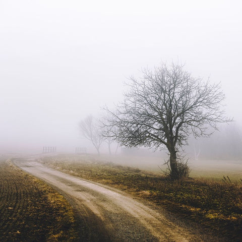 Lonely Tree In The Mist White Modern Wood Framed Art Print with Double Matting by Vitomirov, Igor
