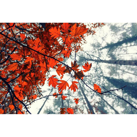 Red Autumn Leaves Black Modern Wood Framed Art Print by Vitomirov, Igor