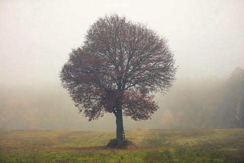 Tree In The Mist White Modern Wood Framed Art Print with Double Matting by Vitomirov, Igor