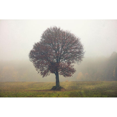 Tree In The Mist Black Modern Wood Framed Art Print by Vitomirov, Igor