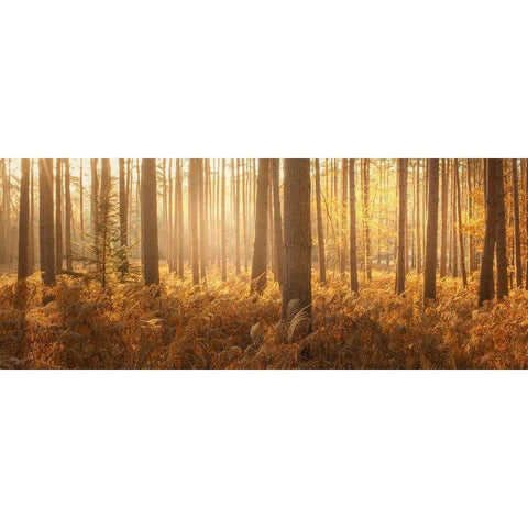 Wyre Forest Gold Ornate Wood Framed Art Print with Double Matting by Winstanley, Ian