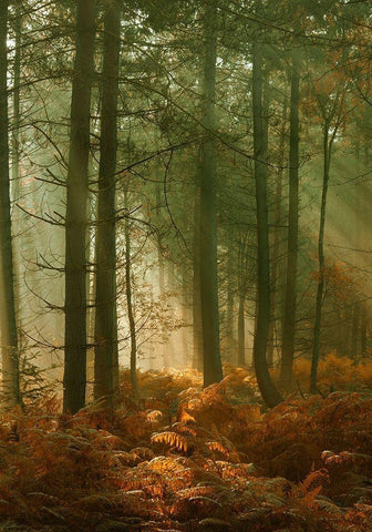 Wyre Forest 3 White Modern Wood Framed Art Print with Double Matting by Winstanley, Ian