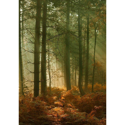 Wyre Forest 3 Black Modern Wood Framed Art Print by Winstanley, Ian