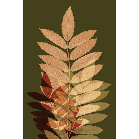 Fall Leaves 2 Black Modern Wood Framed Art Print with Double Matting by Winstanley, Ian