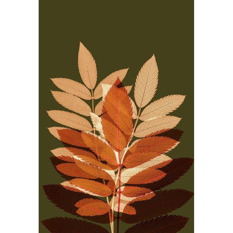 Fall Leaves 4 White Modern Wood Framed Art Print by Winstanley, Ian